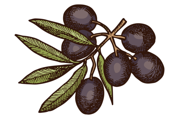 Black Olives Grow on Tree Branch Color I: A Visual Guide