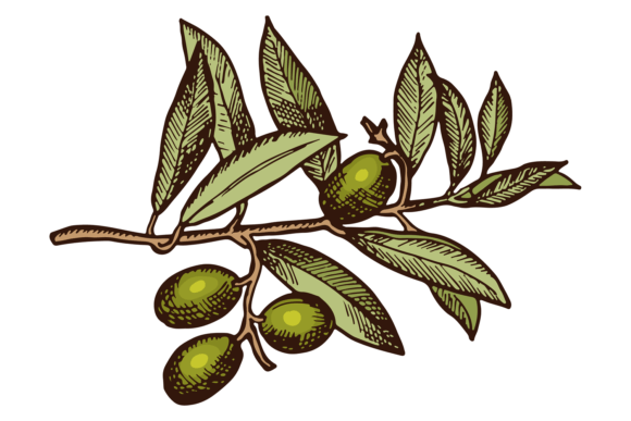 Organic Olive Tree Branch: A Color Greek D Typeface for Natural Branding